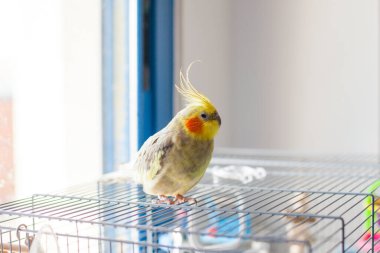 Cockatiel. Portre, şirin ve meraklı genç papağan, yaklaş..