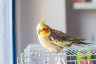 Cockatiel. Portre, şirin ve meraklı genç papağan, yaklaş..