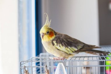 Cockatiel. Portre, şirin ve meraklı genç papağan, yaklaş..