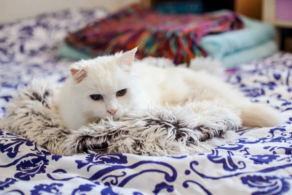 Pretty Cat Cute White Cat Plaid — Stock Photo, Image