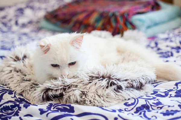 Pretty Cat Cute White Cat Plaid — Stock Photo, Image