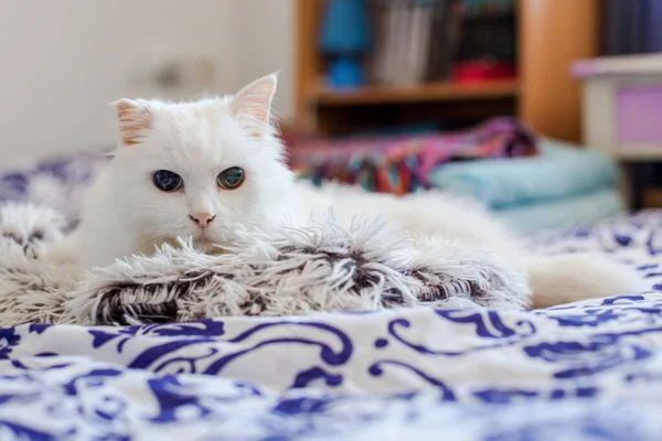 Pretty Cat Cute White Cat Plaid — Stock Photo, Image
