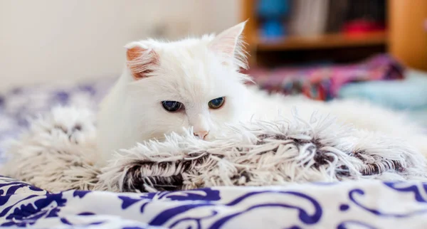 Pretty Cat Cute White Cat Plaid — Stock Photo, Image