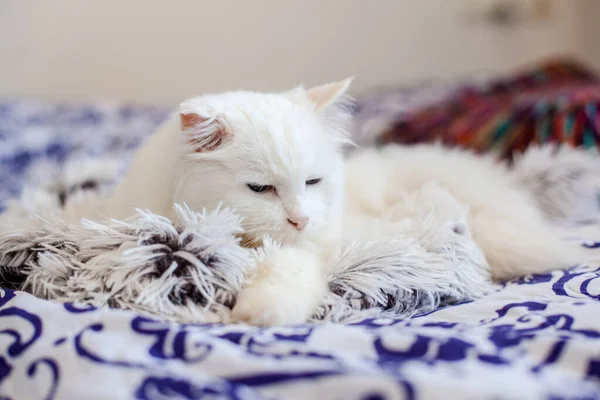 Pretty Cat Cute White Cat Plaid — Stock Photo, Image