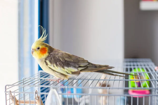 Cockatiel Retrato Bonito Curioso Jovem Cockatiel Close — Fotografia de Stock