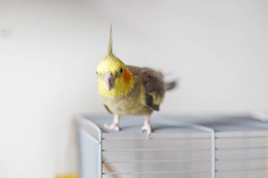 Cockatiel. Portre, şirin ve meraklı genç papağan, yaklaş..