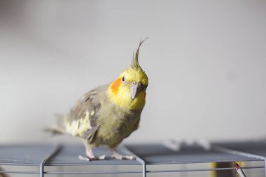 Cockatiel. Portre, şirin ve meraklı genç papağan, yaklaş..