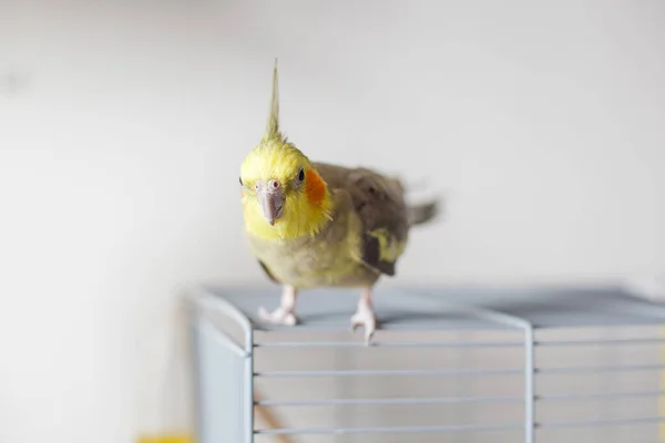 Cockatiel Retrato Bonito Curioso Jovem Cockatiel Close — Fotografia de Stock