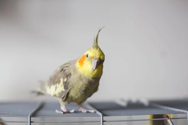 Cockatiel Retrato Bonito Curioso Jovem Cockatiel Close — Fotografia de Stock