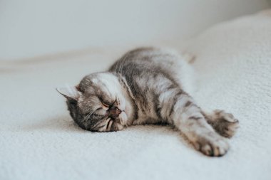 İskoç Düz. Beyaz arka planda sevimli gri kedi.