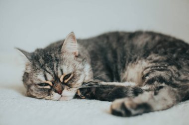 İskoç Düz. Beyaz arka planda sevimli gri kedi.