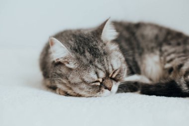 İskoç Düz. Beyaz arka planda sevimli gri kedi.