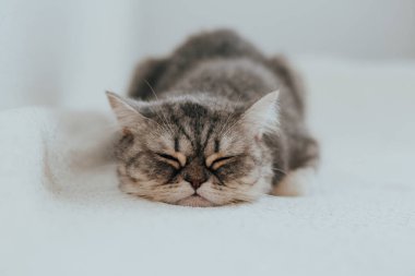 İskoç Düz. Beyaz arka planda sevimli gri kedi.