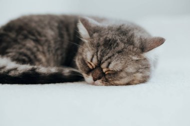 İskoç Düz. Beyaz arka planda sevimli gri kedi.