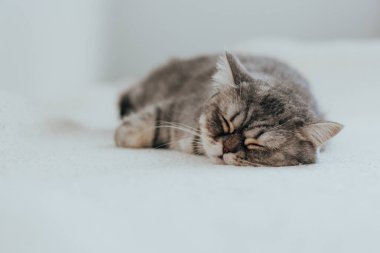 İskoç Düz. Beyaz arka planda sevimli gri kedi.