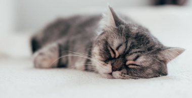 İskoç Düz. Beyaz arka planda sevimli gri kedi.