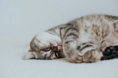 İskoç Düz. Beyaz arka planda sevimli gri kedi.