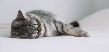 İskoç Düz. Beyaz arka planda sevimli gri kedi.