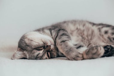 İskoç Düz. Beyaz arka planda sevimli gri kedi.