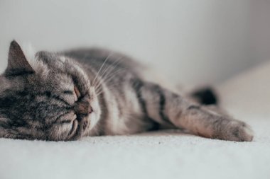 İskoç Düz. Beyaz arka planda sevimli gri kedi.