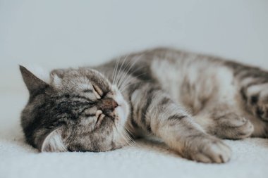 İskoç Düz. Beyaz arka planda sevimli gri kedi.