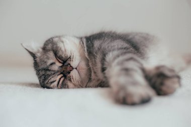 İskoç Düz. Beyaz arka planda sevimli gri kedi.