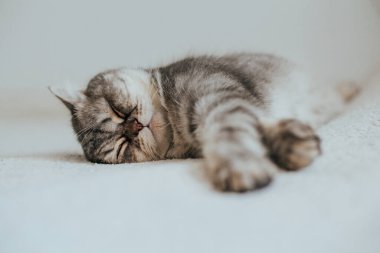 İskoç Düz. Beyaz arka planda sevimli gri kedi.