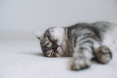 İskoç Düz. Beyaz arka planda sevimli gri kedi.