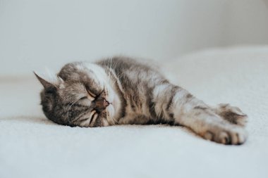 İskoç Düz. Beyaz arka planda sevimli gri kedi.