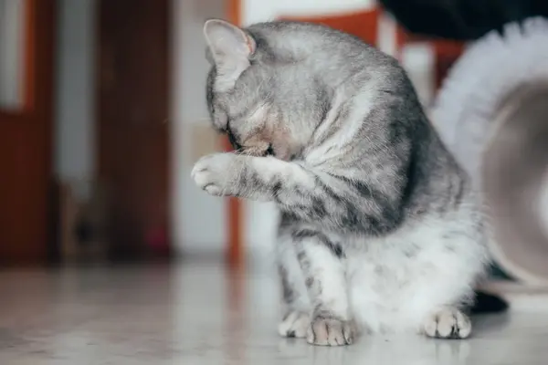 Scottish Straight Adorable Retrato Gato Gris —  Fotos de Stock