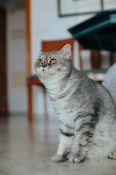 Scottish Straight Adorable Retrato Gato Gris — Foto de Stock