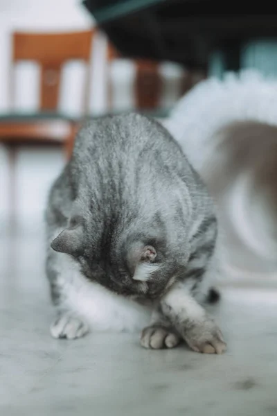 Scottish Straight Adorable Retrato Gato Gris —  Fotos de Stock