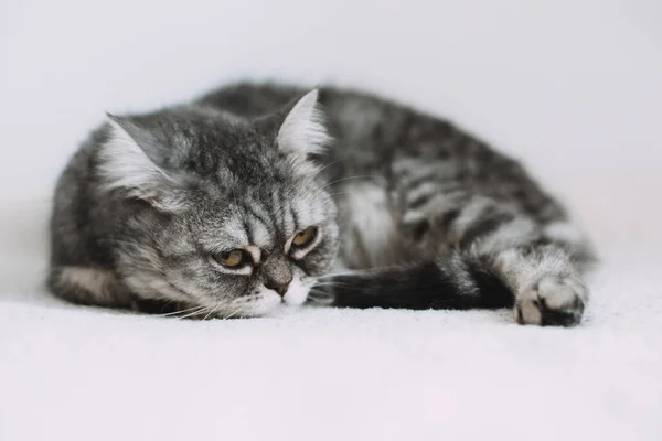 Skoç Düz Beyaz Arka Planda Sevimli Gri Kedi — Stok fotoğraf