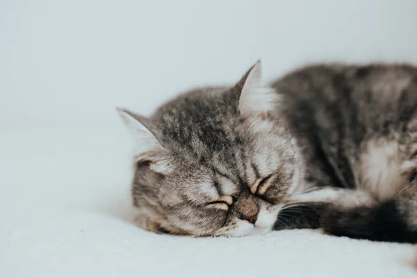 Scottish Straight Adorable Grey Cat White Background — Stock Photo, Image