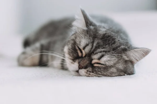 Schottische Geraden Entzückende Graue Katze Auf Weißem Hintergrund — Stockfoto