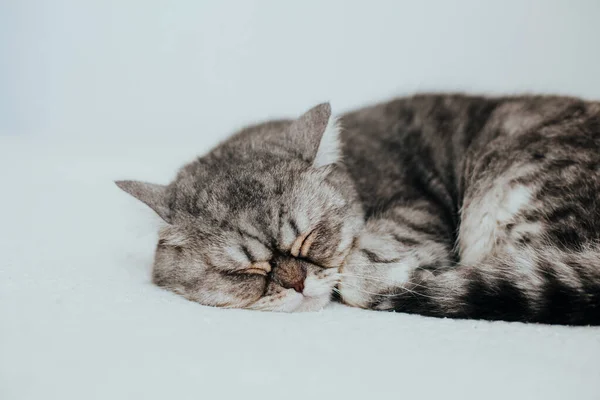 Scottish Straight Adorabile Gatto Grigio Sfondo Bianco — Foto Stock