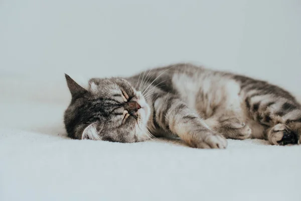 Scottish Straight Adorable Grey Cat White Background — Stock Photo, Image