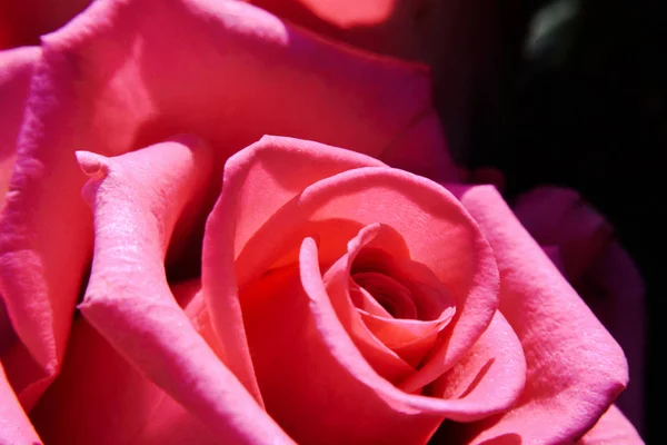 Pink rose under the morning sunlight