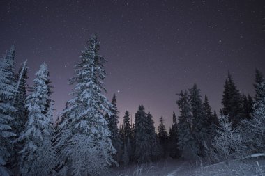 Kış ormanda süt uzay yolu. Dramatik ve güzel sahne.