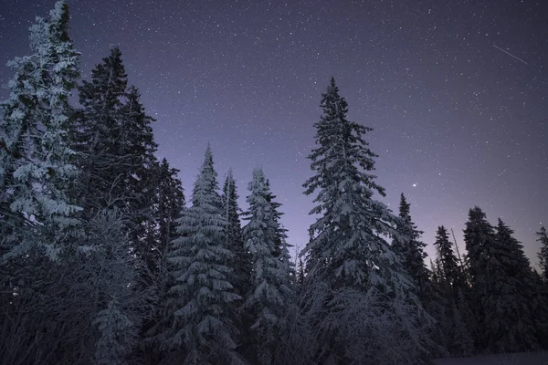 Kış ormanda süt uzay yolu. Dramatik ve güzel sahne.
