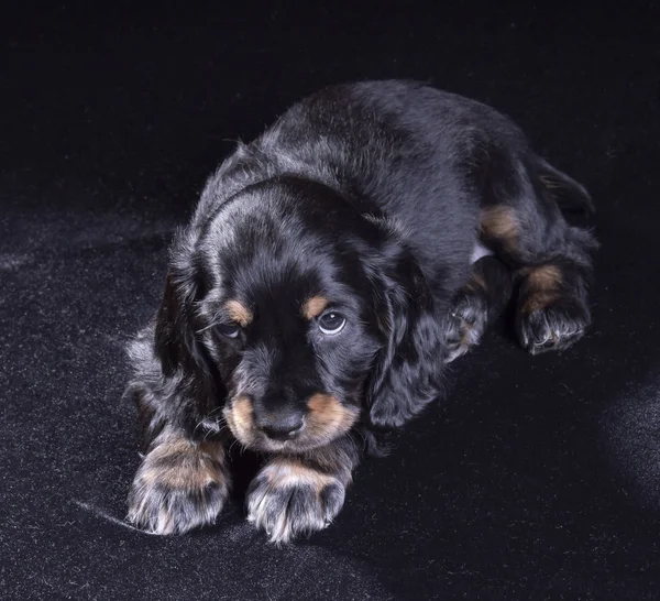 .siyah arka plan üzerine siyah köpek yavrusu Rus Spaniel