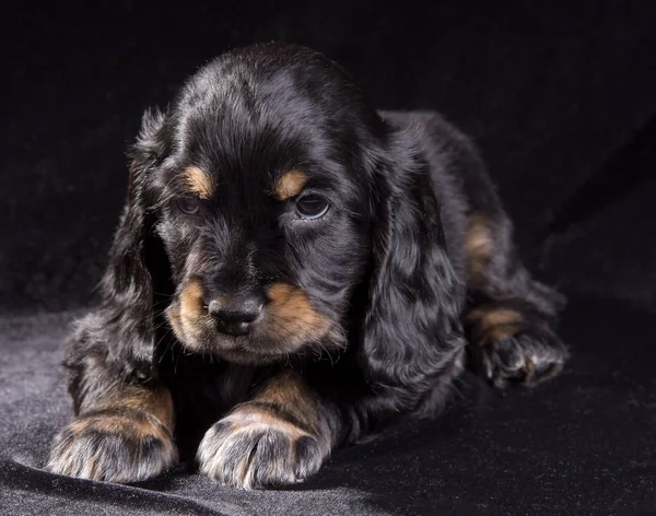 .siyah arka plan üzerine siyah köpek yavrusu Rus Spaniel