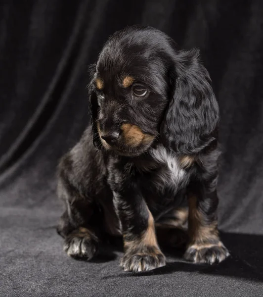 .siyah arka plan üzerine siyah köpek yavrusu Rus Spaniel