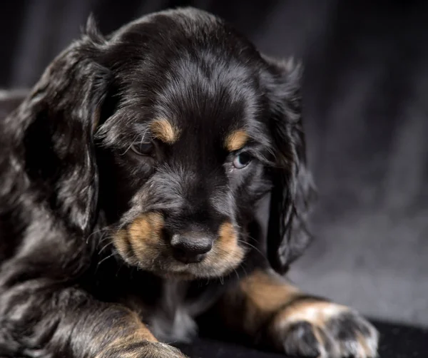 .siyah arka plan üzerine siyah köpek yavrusu Rus Spaniel
