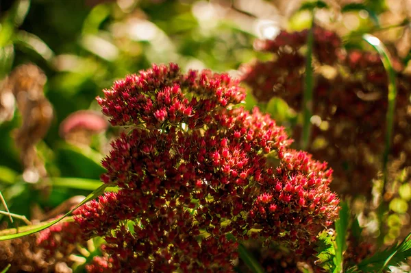 Flores Vermelhas Incomuns Com Uma Franja Borda Dos Botões Fechar — Fotografia de Stock