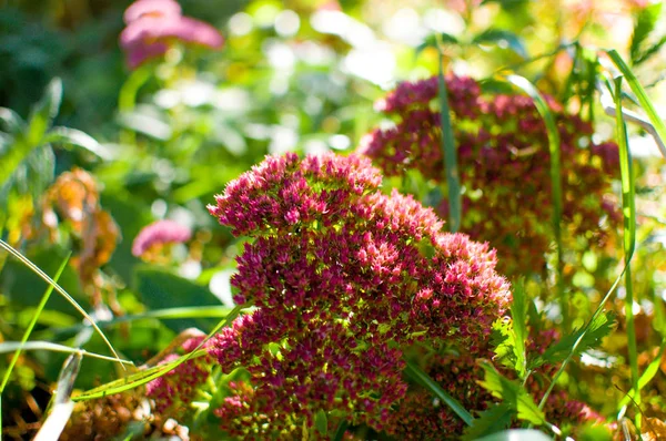 Unusual red flowers with a fringe on the edge of the buds close up. Fine Celosia grows in the fall in the garden, a beautiful textural background.