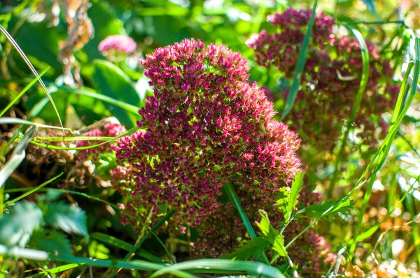 Unusual red flowers with a fringe around the edge of the buds are close-ups in the grass. Fine Celosia grows in the fall in the garden, a beautiful textural background.