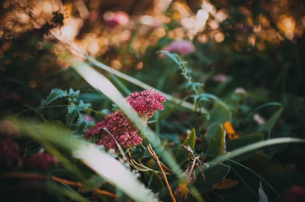 가장자리 주위에 프린지와 특이한 잔디에 클로즈업입니다 셀로시아는 정원에서 가을에 아름다운 — 스톡 사진