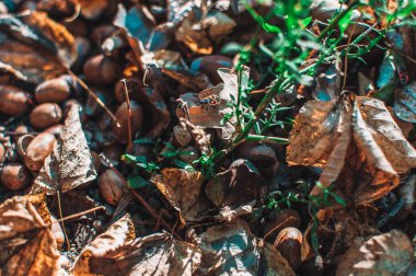 Şapkalı meşe palamutları ormanda yapraklar ve yeşil çimenler arasında yerde yatıyor. Seçici odaklı doğal malzemelerden dokusal arka plan. Kopyalama alanı