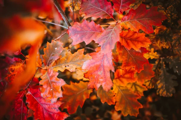 Outono paisagem fundo. O carvalho vermelho do outono sai em uma floresta jovem no início da manhã ao nascer do sol. Conceito da estação da folha caída — Fotografia de Stock